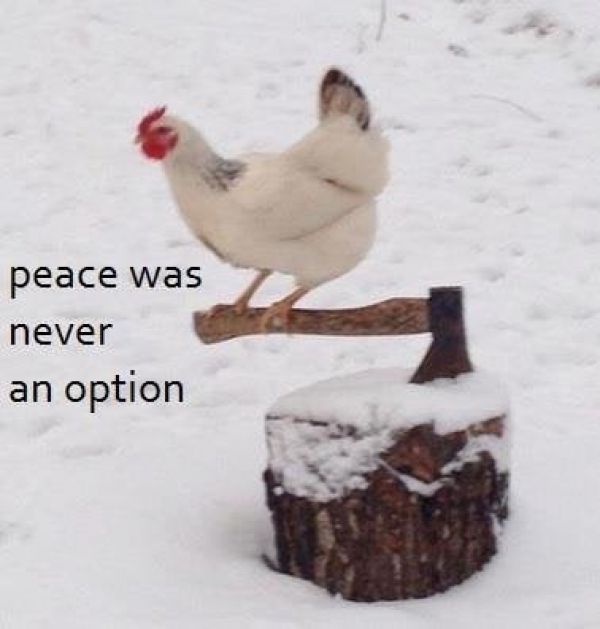 [kurczak siedzący na siekierze] Peace was never an option